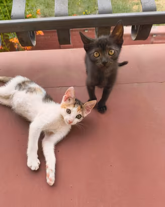 Due dolcissimi gattini salvati (adozione)