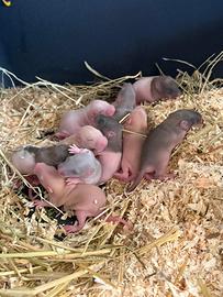 Cuccioli di ratto domestico