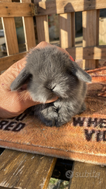 Cuccioli coniglio ariete nano blu