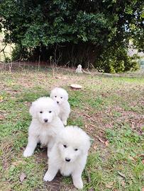 Cuccioli di cane maremmano