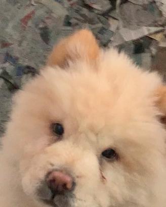 Chow chow