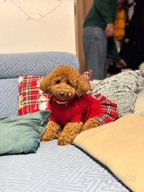 Allevamento barboncini amatoriale