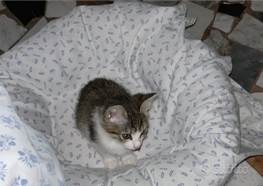 Gattino 2 mesi