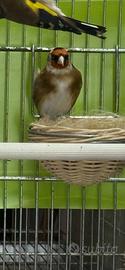 Cardellino
