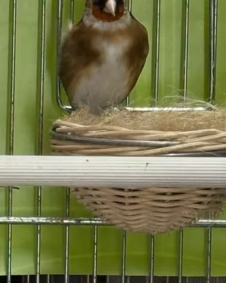 Cardellino