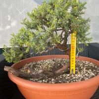 Ginepro pungente pre bonsai