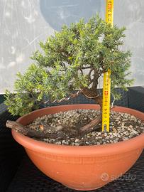 Ginepro pungente pre bonsai