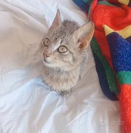 Gattina di 2 mesetti tenerissima