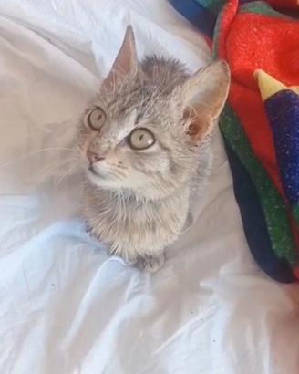 Gattina di 2 mesetti tenerissima