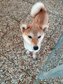 Shiba