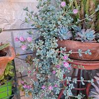 Oscularia deltoides pianta grassa ghiaccio rosa