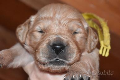 CUCCIOLI Golden Retriever
