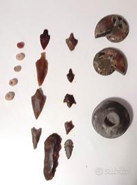 fossili d amonite