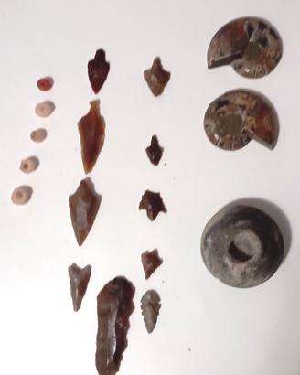 fossili d amonite