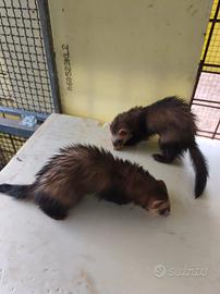 Furetti