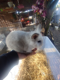 Coniglietta testa di leone