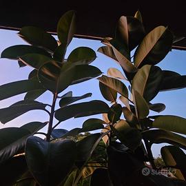 Ficus elastica