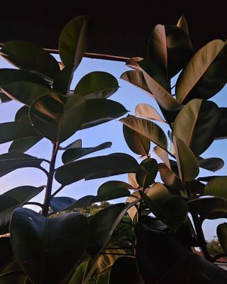 Ficus elastica