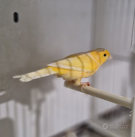 Canarini cocorite animali vari