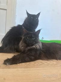 Maine coon