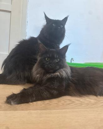 Maine coon