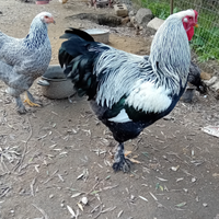 Gallo brahma