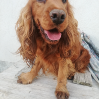 Cocker spaniel per monta con pedigree