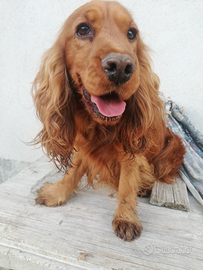 Cocker spaniel per monta con pedigree