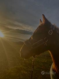 Pony femmina con accessori completi