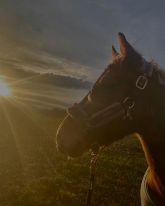 Pony femmina con accessori completi