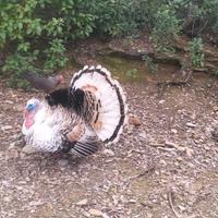 Tacchino ermellinato romagnolo