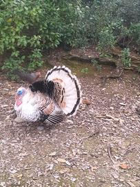 Tacchino ermellinato romagnolo