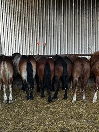 Cavallo polacco a sangue freddo