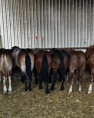 Cavallo polacco a sangue freddo
