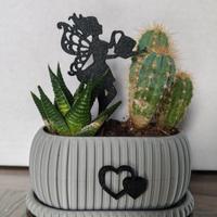 Composizione piante grasse 🌵