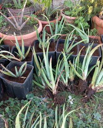 Piante di Aloe vera