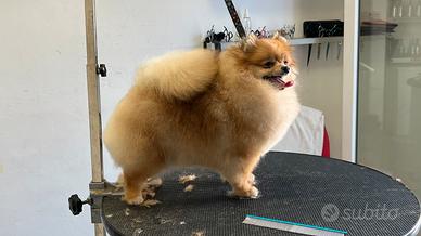 Spiz di Pomerania. Adult