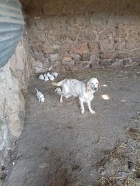 Cuccioli Setter inglese