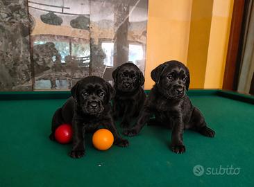 Cuccioli neri di Labrador Retriever