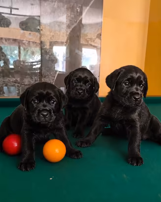 Cuccioli neri di Labrador Retriever