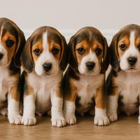 Cuccioli di Beagle di altissima qualità