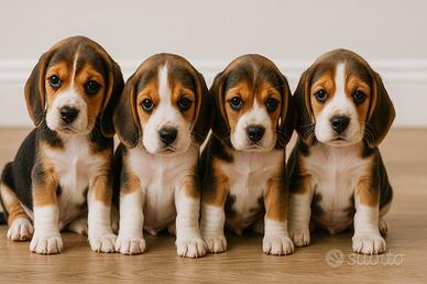 Cuccioli di Beagle di altissima qualità