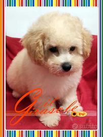 Cuccioli di MALTIPOO