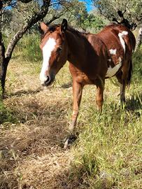 Cavallo paint