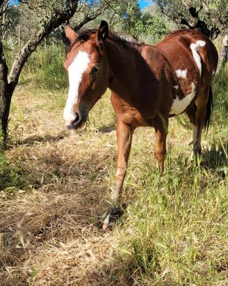Cavallo paint