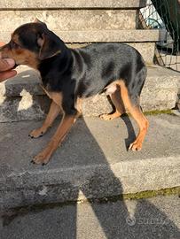 Togo Simil Pinscher Tedesco
