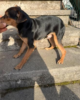 Togo Simil Pinscher Tedesco