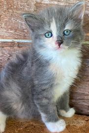 Gattina simil Norvegese