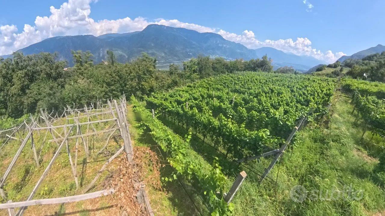 Vigneto nei dintorni di Prissiano - Vista 3