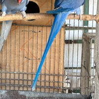 Coppia di Parrocchetti dal collare V I O L A